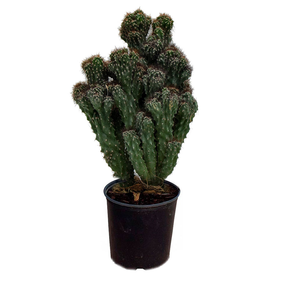 کاکتوس صخره ای